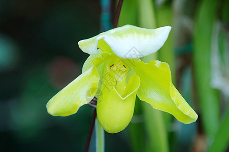 绿色女士拖鞋兰花植物学生态草本植物花萼杓兰热带叶子花园荒野花瓣图片