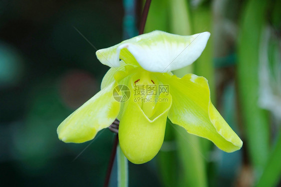 绿色女士拖鞋兰花植物学生态草本植物花萼杓兰热带叶子花园荒野花瓣图片