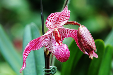 粉色女士拖鞋兰花栽培热带花瓣雌蕊草本植物兜兰生物学杓兰荒野繁荣图片