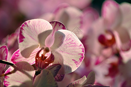 白兰花花园兜兰生态芦荟花萼条纹花瓣生物学植物热带图片