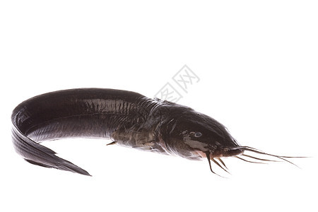 孤立型海洋美食黑色海鲜营养宏观鱼片饮食食物图片