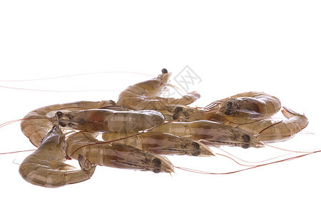 较孤立的大型营养对虾贝类美食动物甲壳海鲜饮食海洋宏观图片