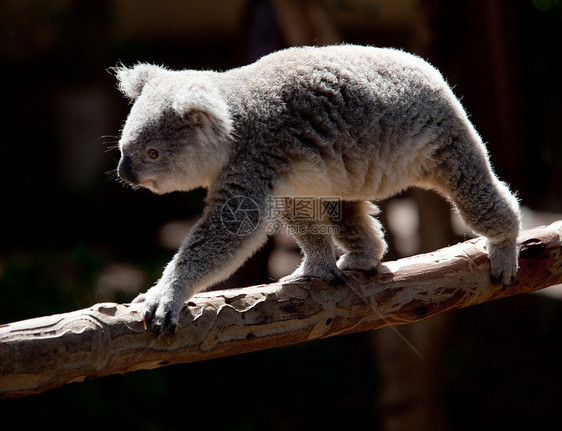 Koala大熊在树枝上行走图片