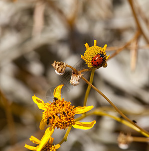 黄色花朵上的虫和虫虫图片