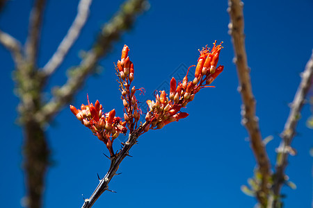 奥科蒂洛仙人掌的红花多刺芨芨草职员教练鞭子植物红色沙漠花朵藤蔓图片