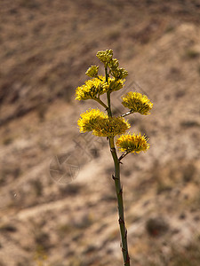 世纪植物在沙漠中开花橙子黄色戏剧性蓝色公园肉质图片
