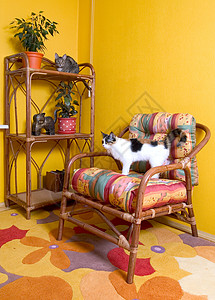两只手扶椅上的猫倾斜友谊场景食肉卧室睡眠猫科虎斑混种图片