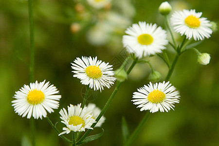 白米花花生长雏菊场景太阳美丽植物甘菊草本植物牧场植物群图片