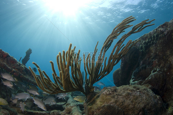 巴哈马珊瑚日落图片