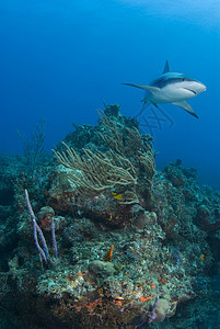 珊瑚礁鲨鱼环礁图片