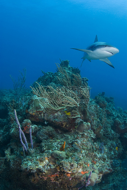 珊瑚礁鲨鱼环礁图片