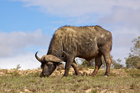 非洲水牛城巨头合力哺乳动物旅行荒野公园野生动物衬套食草水牛图片