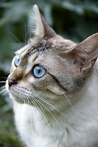 Bengal 猫毛皮胡须棕色眼睛花园宠物短发小猫绿色猫咪图片