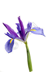 伊瑞斯植物紫色黄色花瓣鸢尾花百合宏观白色植物群复数图片