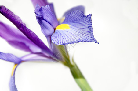 伊瑞斯植物复数黄色宏观百合植物群紫色花瓣鸢尾花白色图片