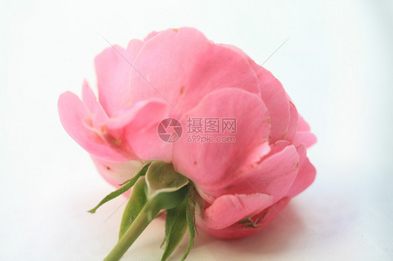 粉红玫瑰的另一面图片