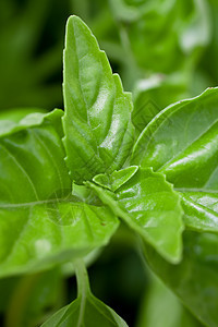 Basil 叶子特写绿色食物香料沙拉草本植物生活树叶宏观花园植物图片