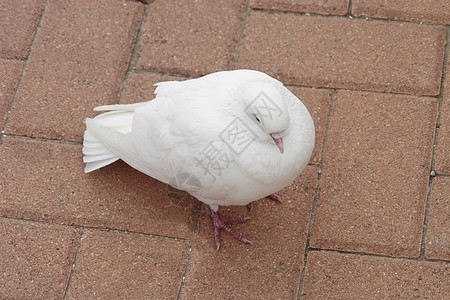 白鸽航班白色符号翅膀宗教信仰鸽子羽毛白鸟精神图片