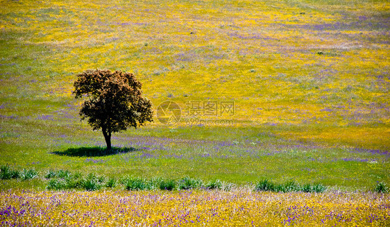 西班牙安达卢西亚的孤独橄榄树蓝色草地风景天空花朵桌面场地国家土壤地球图片