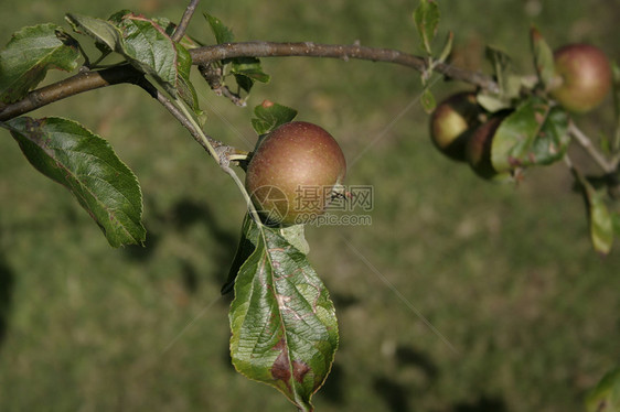 树上的苹果果树生长果园种植农场水果树叶食物农业叶子图片