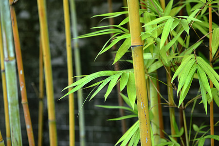 竹子植物丛林木头热带叶子森林环境花园场景生活图片