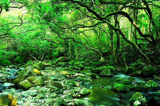 森林中的泉水公园旅行玻璃森林岩石热带力量丛林环境溪流图片