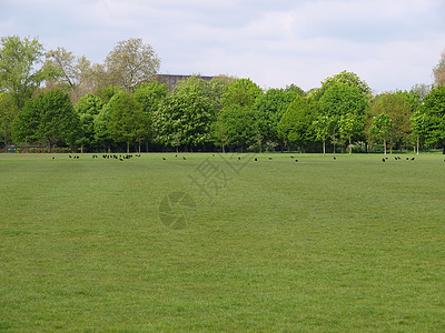 城市公园摄政王绿色黑色乌鸦天际全景英语王国草地植被图片