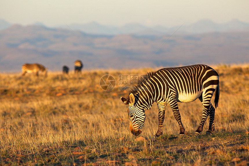 斑马山野生动物动物生态喇叭国家哺乳动物旅游旅行荒野草原图片