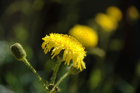 黄花植物叶子概念静物季节花园树叶宏观香味生长图片