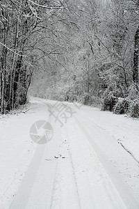 铺雪路车道旅行农村木头国家森林寒冷冻结树木天气图片