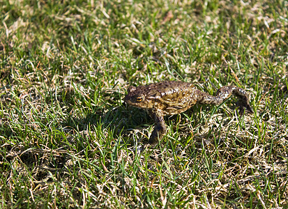 青蛙在草地中水蛙植物动物皮肤草皮荒野野生动物嘎嘎宏观蟾蜍图片