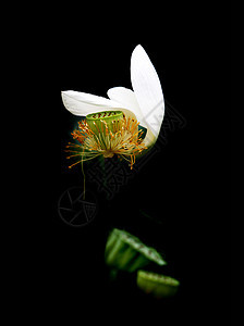 植物 莲花水生植物荷花池叶子绿色白色黄色鲜花雌蕊雄蕊背景图片