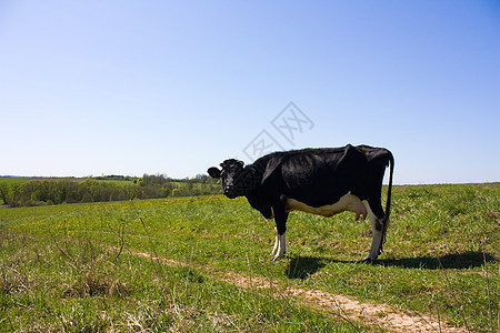 泉水在草原上 有头牛奶牛天空植物土地家畜城市稻草地平线牧场自由图片
