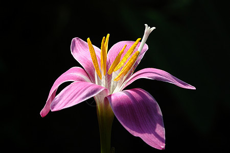 兰花花朵图片