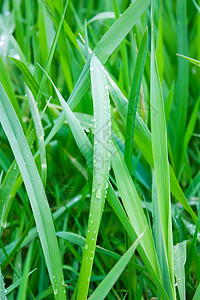 在绿草上露露环境叶子液体雨滴飞沫草地植物学季节阳光刀刃图片