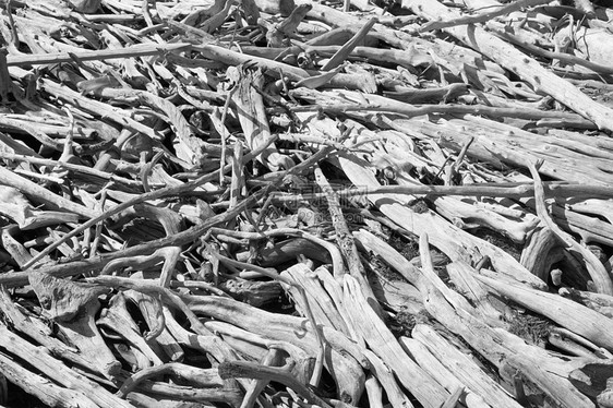 湖岸上的老腐烂木头图片