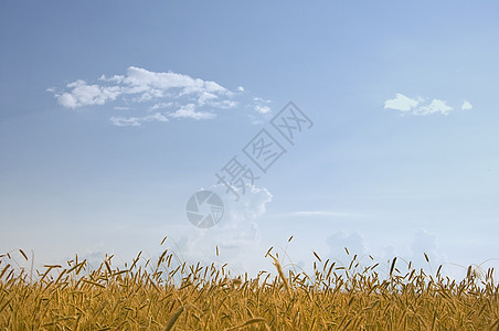 黄金麦田大麦阳光晴天生长蓝色收成小麦面粉谷物核心图片
