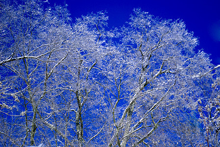 玻璃树风暴乡村蓝色天空图片
