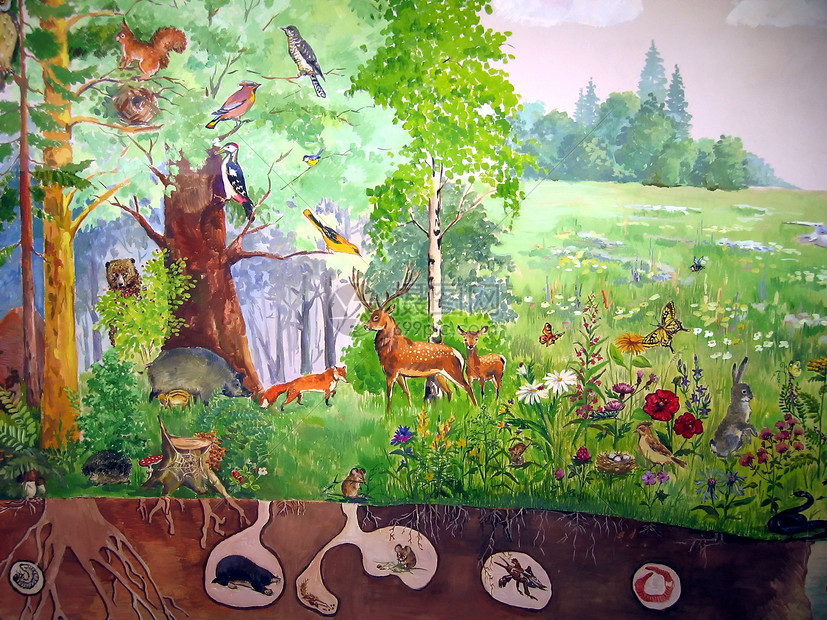 森林动物狐狸生活甲虫蝴蝶啄木鸟荒野野兔老鼠哺乳动物动物群图片