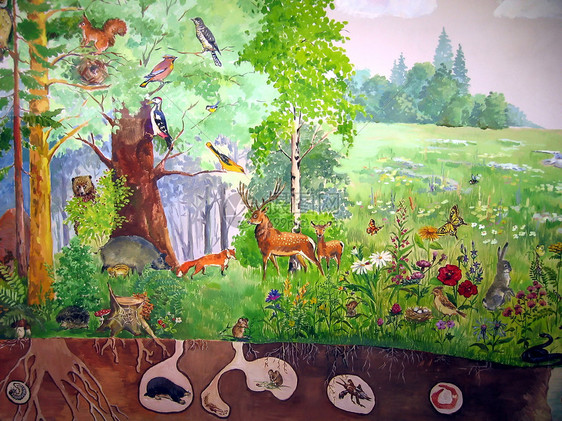 森林动物狐狸生活甲虫蝴蝶啄木鸟荒野野兔老鼠哺乳动物动物群图片