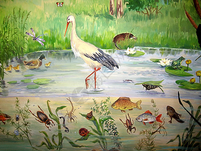 池塘动物动物学艺术野生动物植物动物群甲虫生活收藏植物群青蛙图片