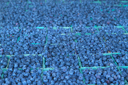 蓝莓海购物市场果味农场生产覆盆子甜点水果生长浆果图片