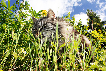 猫类天空小猫图片