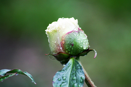 鲜花花朵花园背景图片