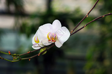 兰花肖像植物学植物群念日展示女王花束热带花瓣花园植物图片