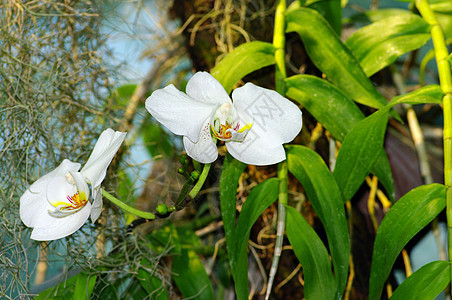 兰花肖像花束紫色花瓣木头展示植物念日植物学热带礼物图片