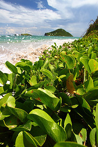 海滩  圣卢西亚红树树叶植被叶子飞沫绿色假期天堂旅行热带图片