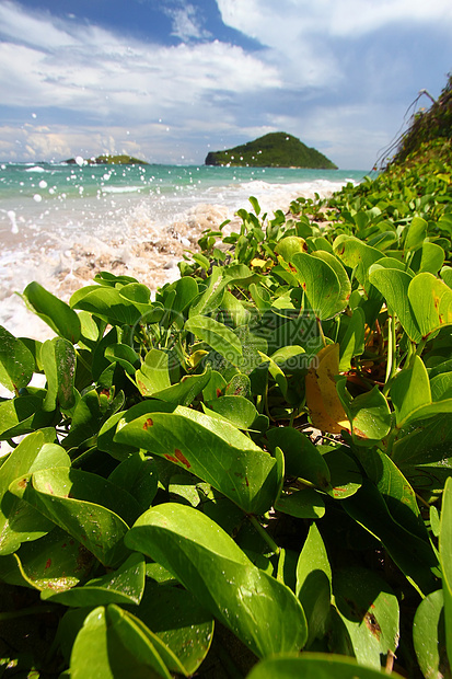 海滩  圣卢西亚红树树叶植被叶子飞沫绿色假期天堂旅行热带图片