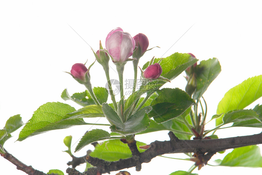 苹果树生活植物学宏观季节花瓣粉色花粉果园花园白色图片