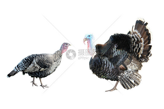 火鸡叉家畜农场公鸡颜色季节动物乡村家禽母鸡生产图片